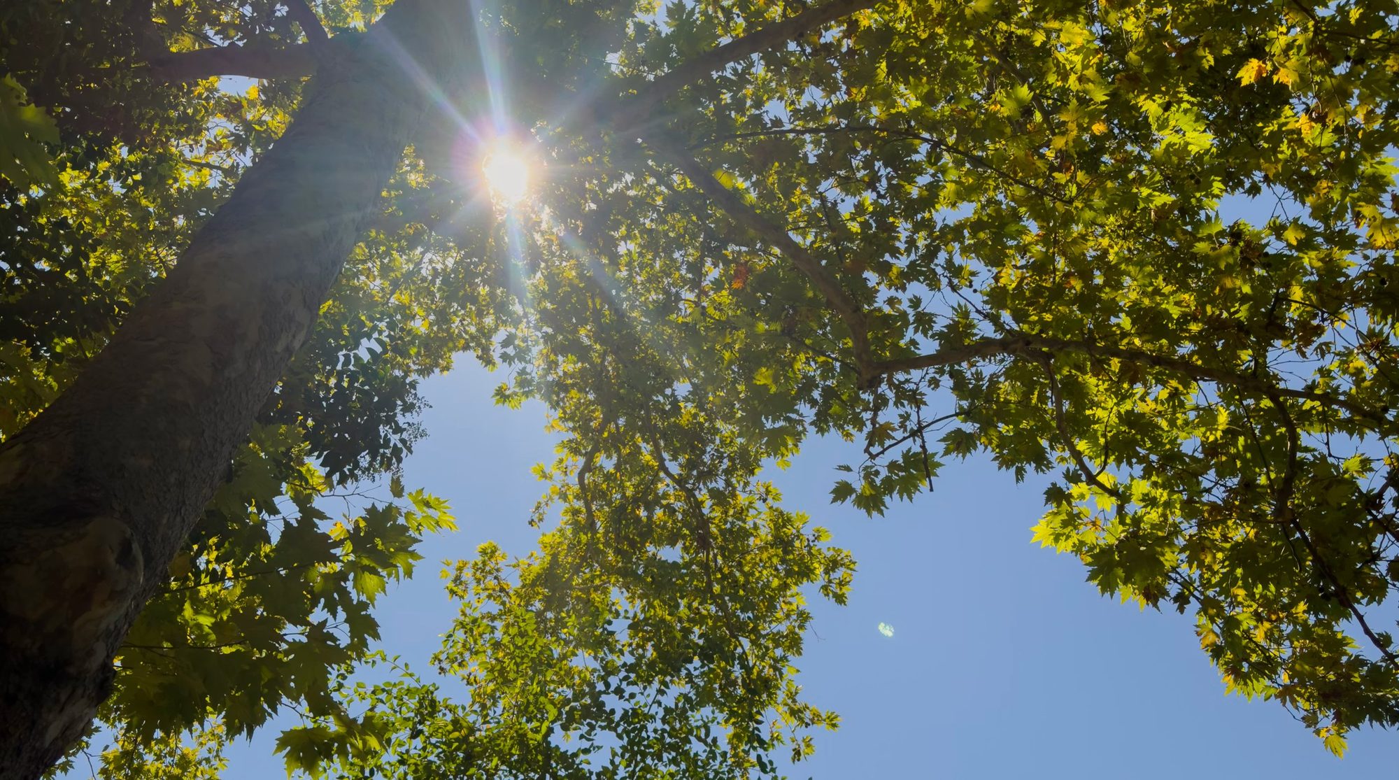 Sunlight through the plane trees that line the Vredehoek streets